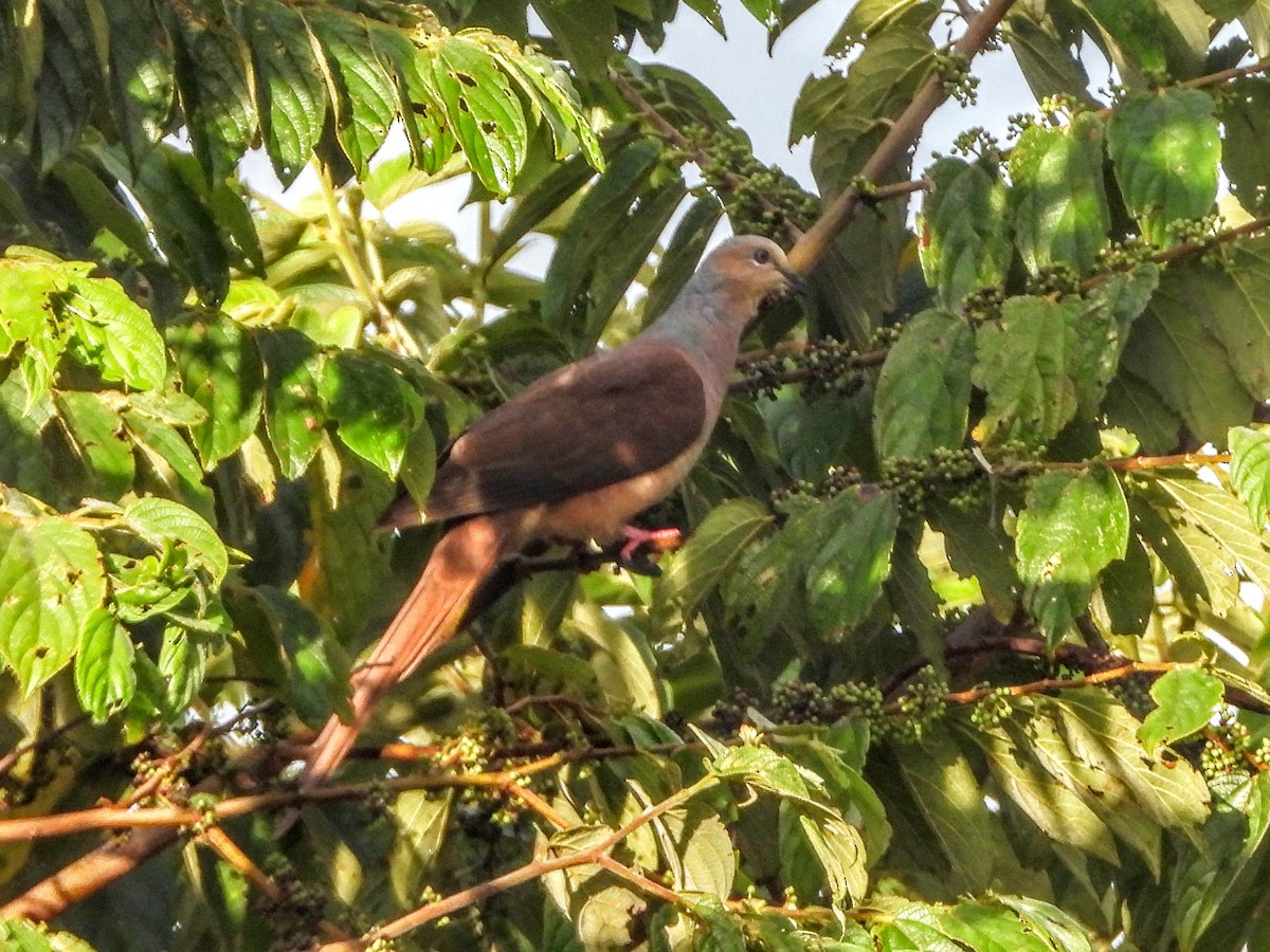 Amboyna Cuckoo-Dove - ML187832861