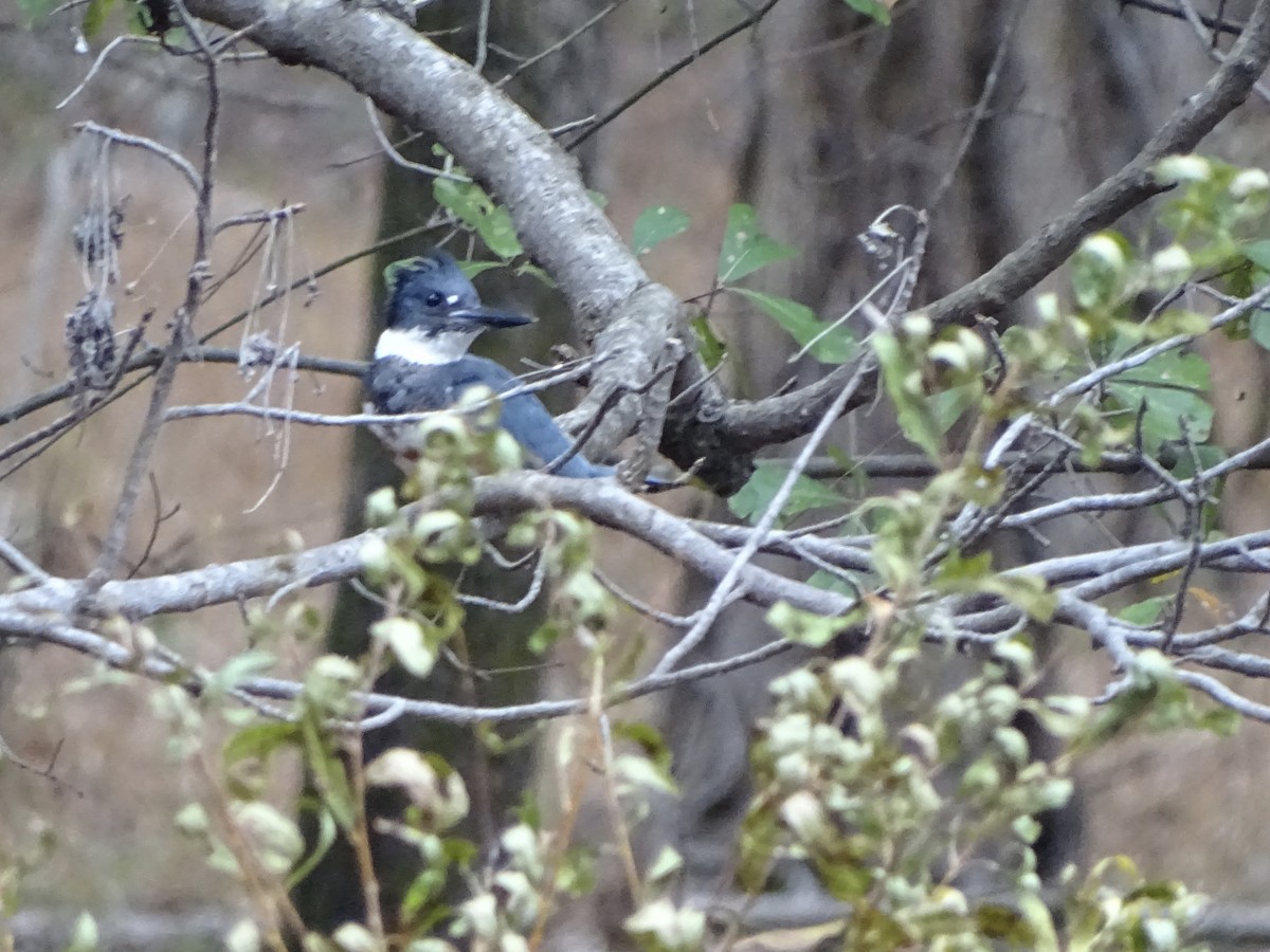 Belted Kingfisher - ML187835461