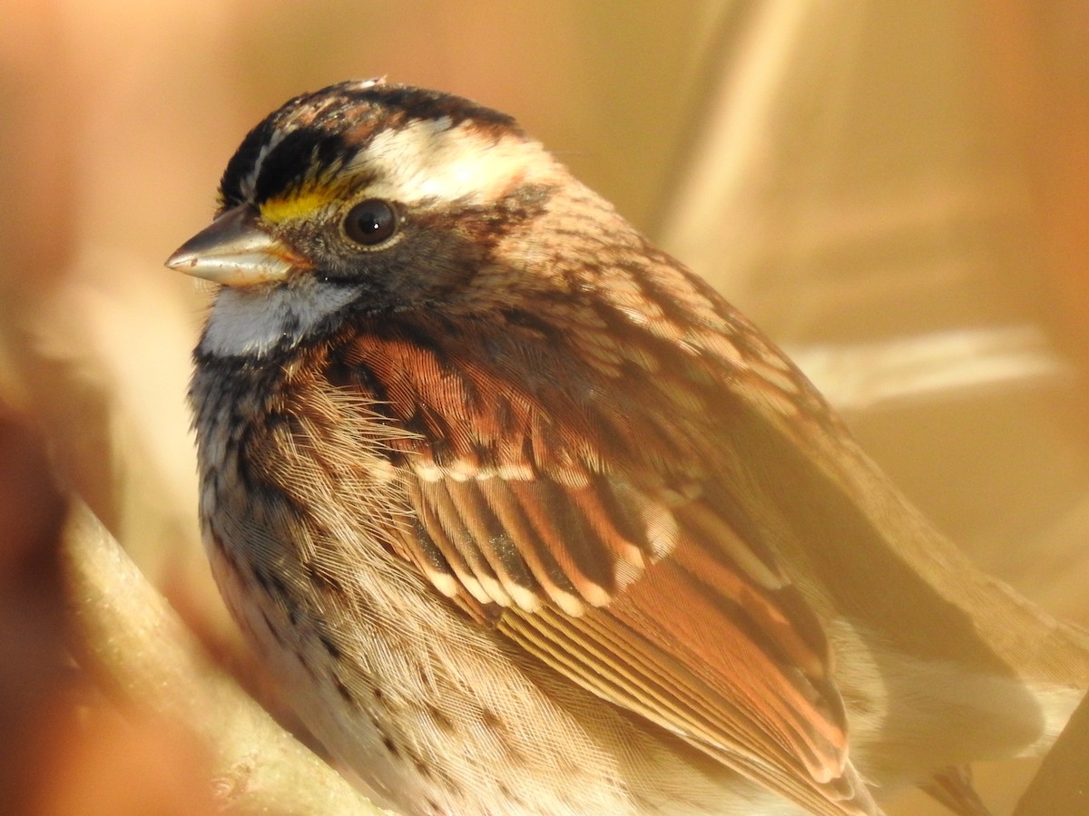 White-throated Sparrow - Ron Marek