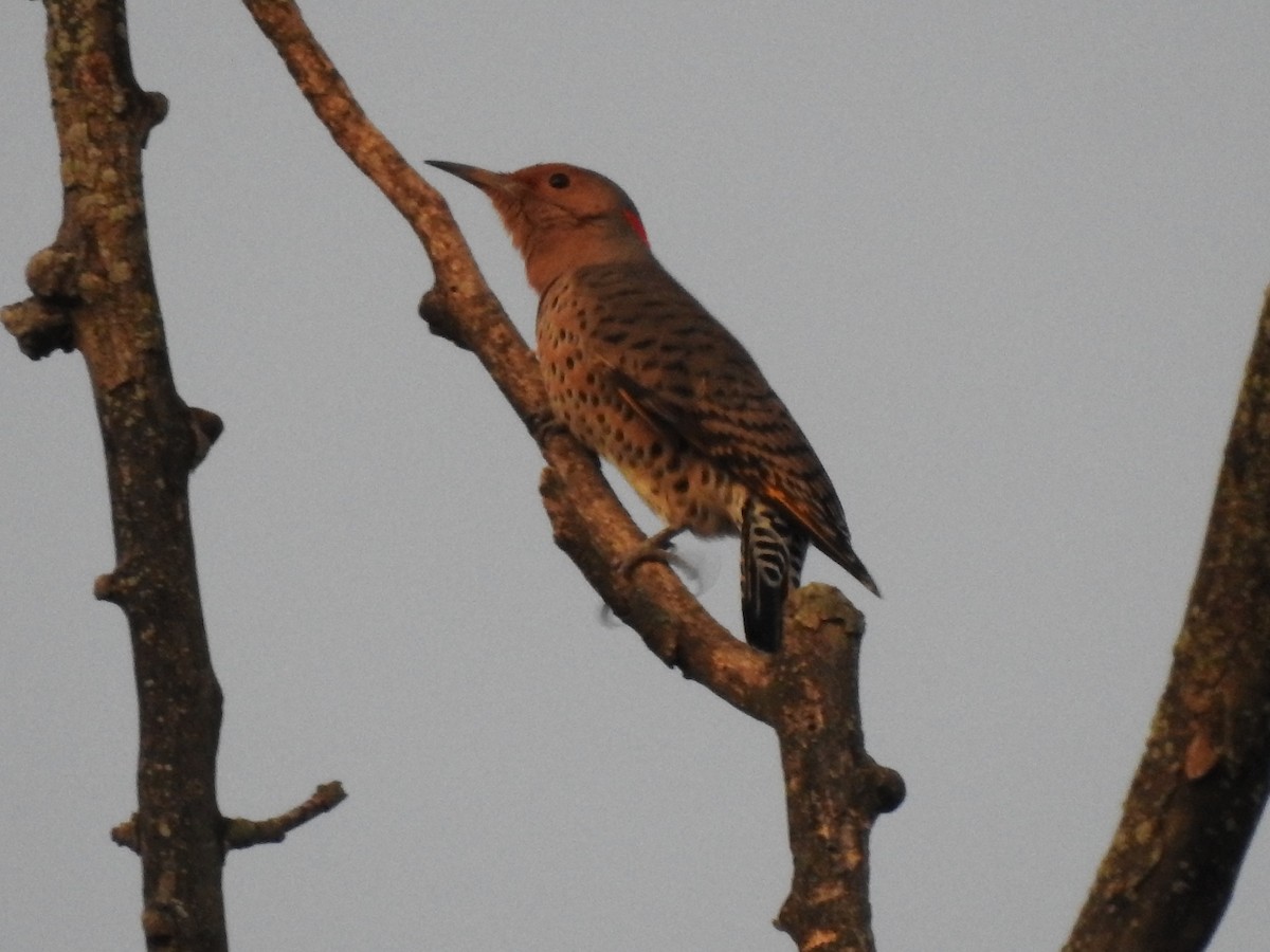 Northern Flicker - ML187837161