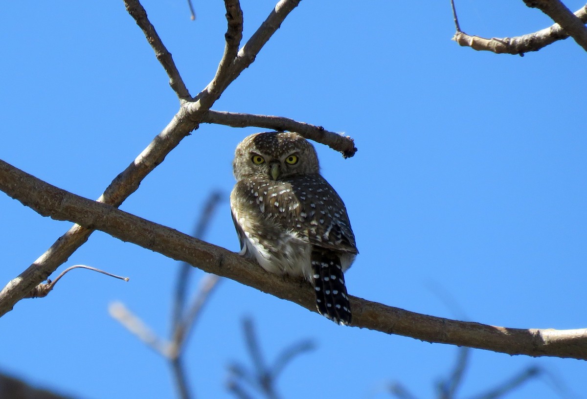Pearl-spotted Owlet - ML187837511