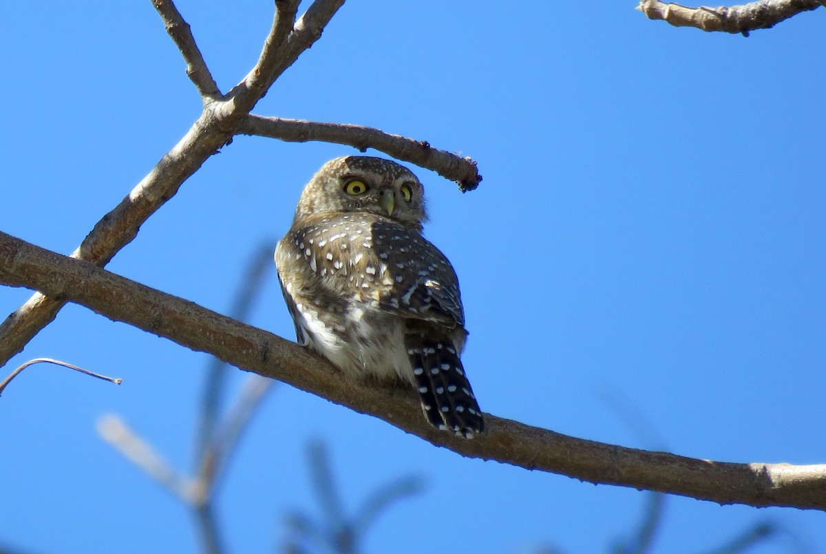 Pearl-spotted Owlet - ML187837601