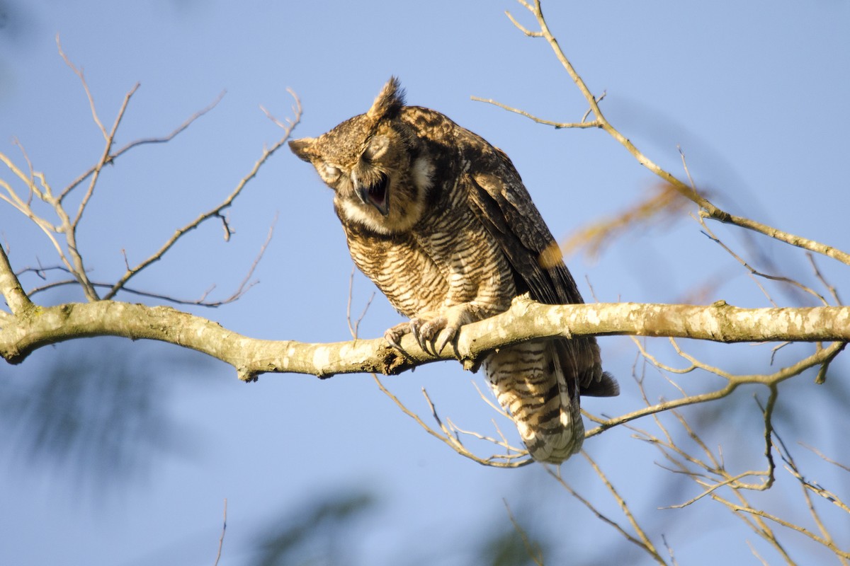 Great Horned Owl - ML187837861