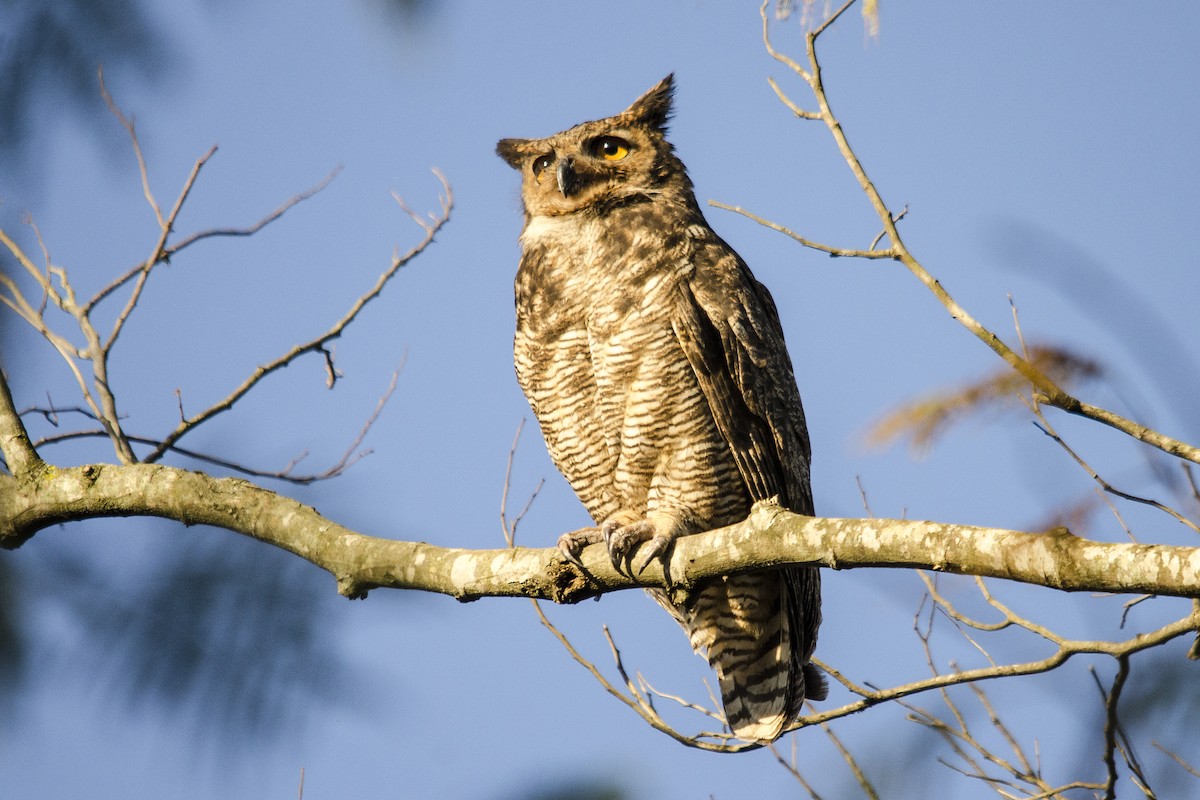 Great Horned Owl - ML187837971