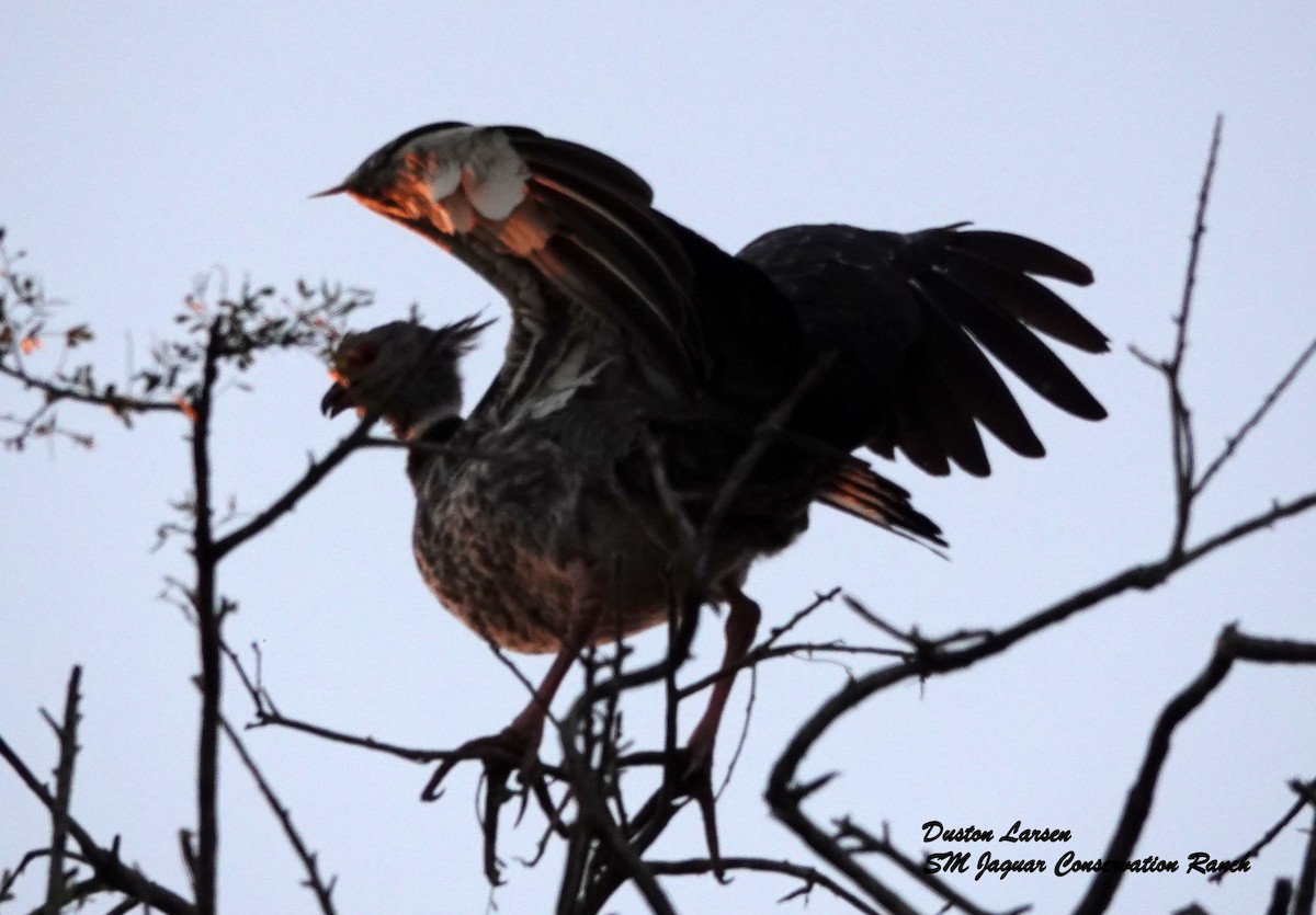 Southern Screamer - ML187839011