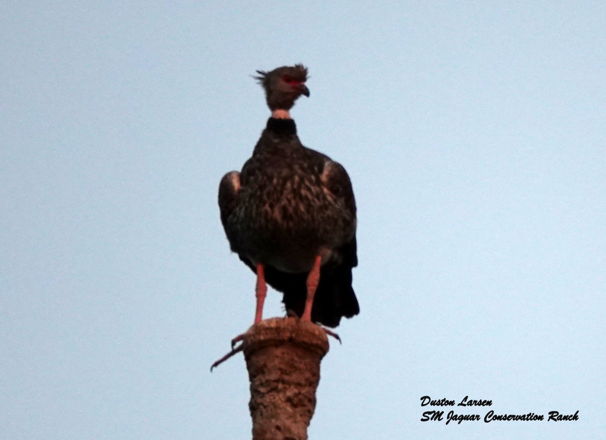 Southern Screamer - ML187839031