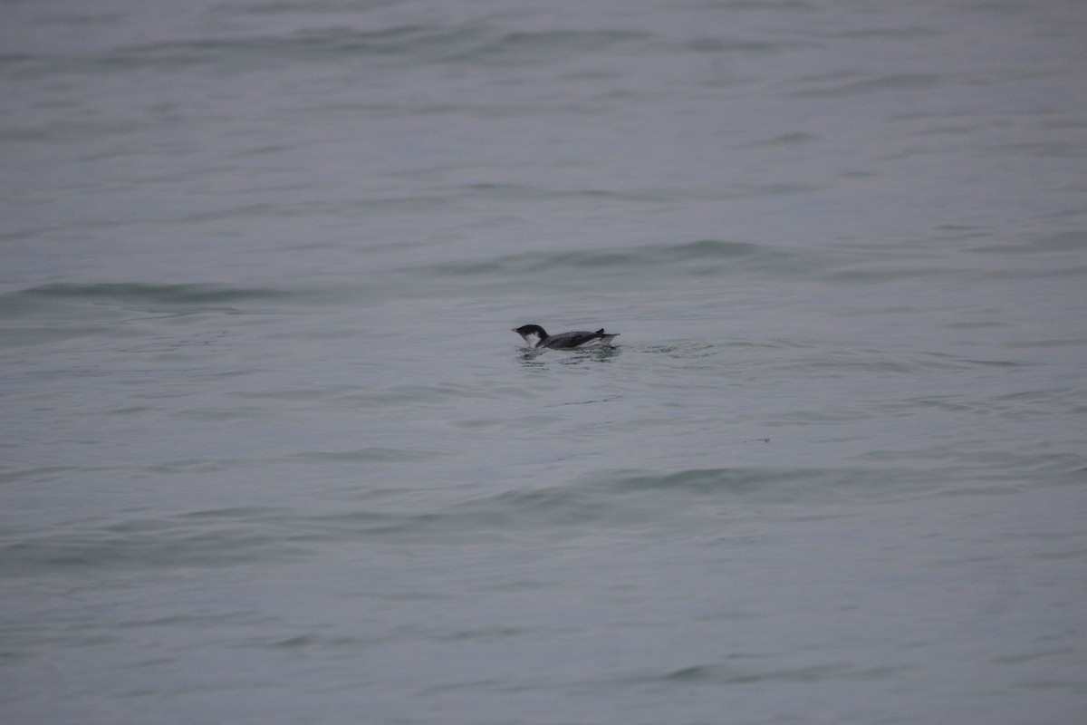 Ancient Murrelet - ML187839601