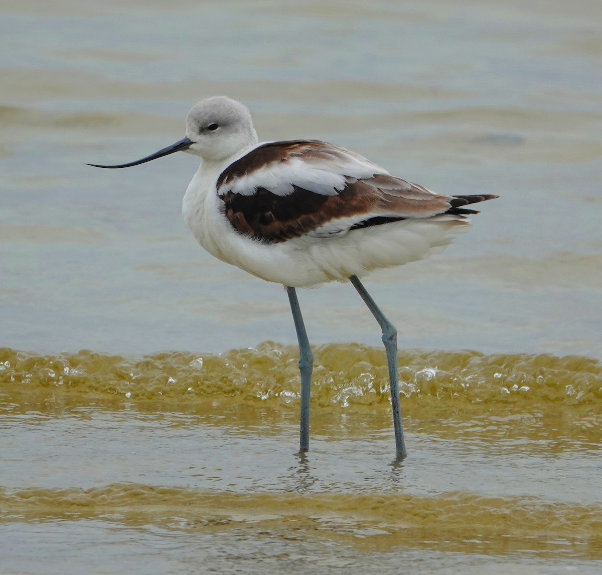 American Avocet - Kathie Rosse