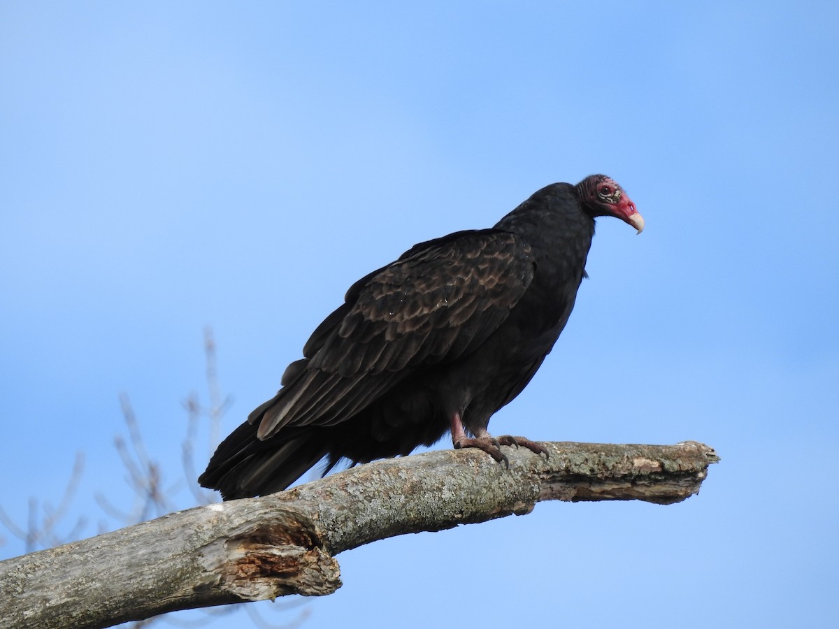 Urubu à tête rouge - ML187840721