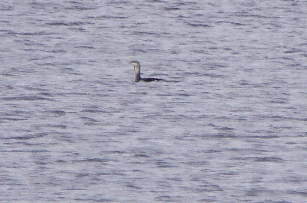 Red-throated Loon - ML187841141