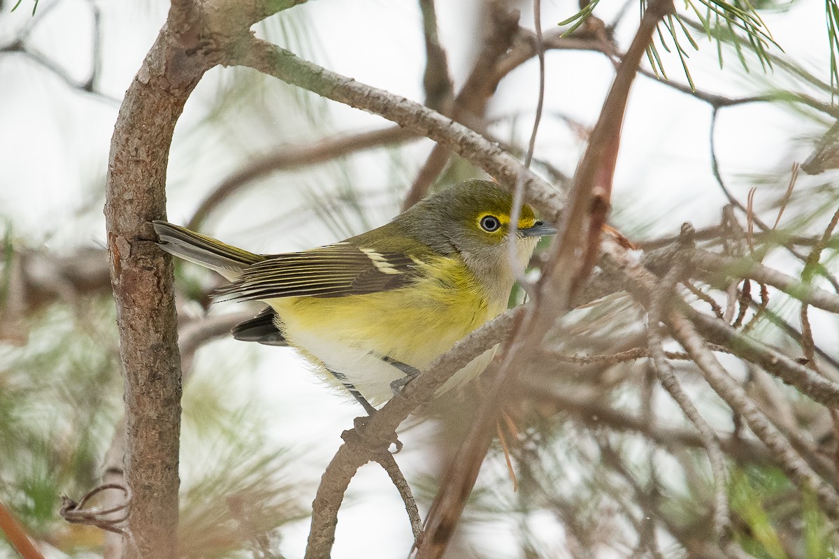 White-eyed Vireo - Ryan Griffiths