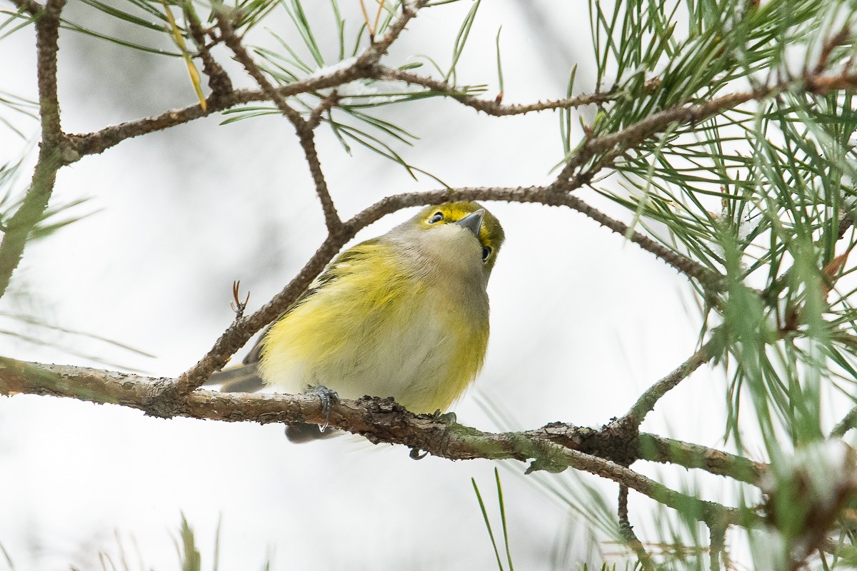 White-eyed Vireo - Ryan Griffiths