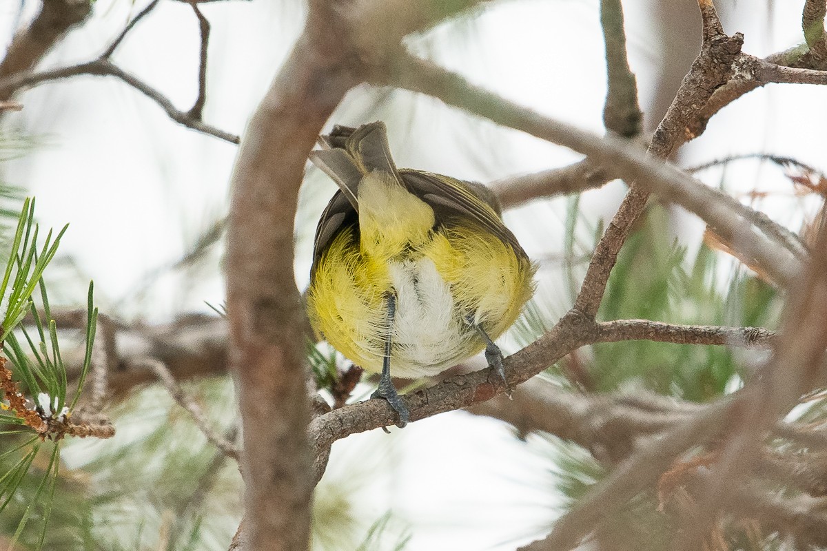 White-eyed Vireo - ML187841761