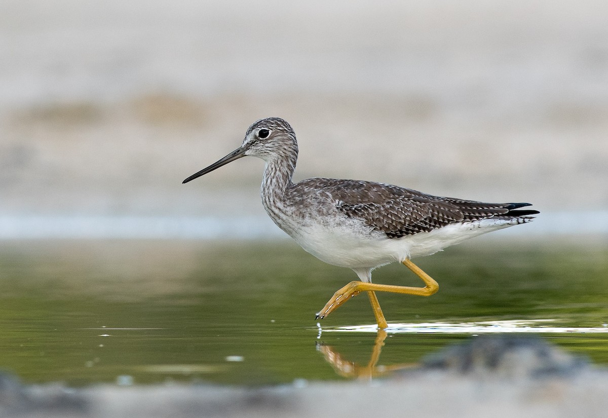 Greater Yellowlegs - ML187841941