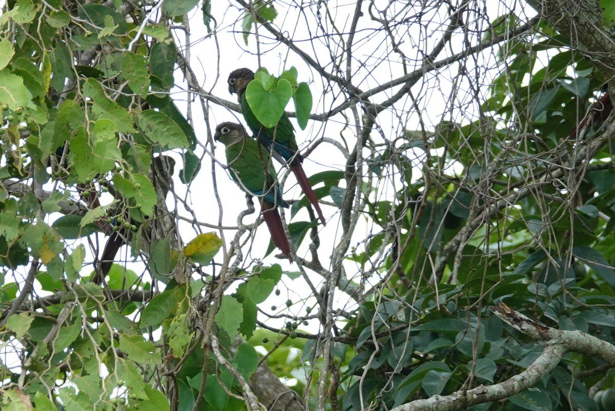 Green-cheeked Parakeet - ML187844401
