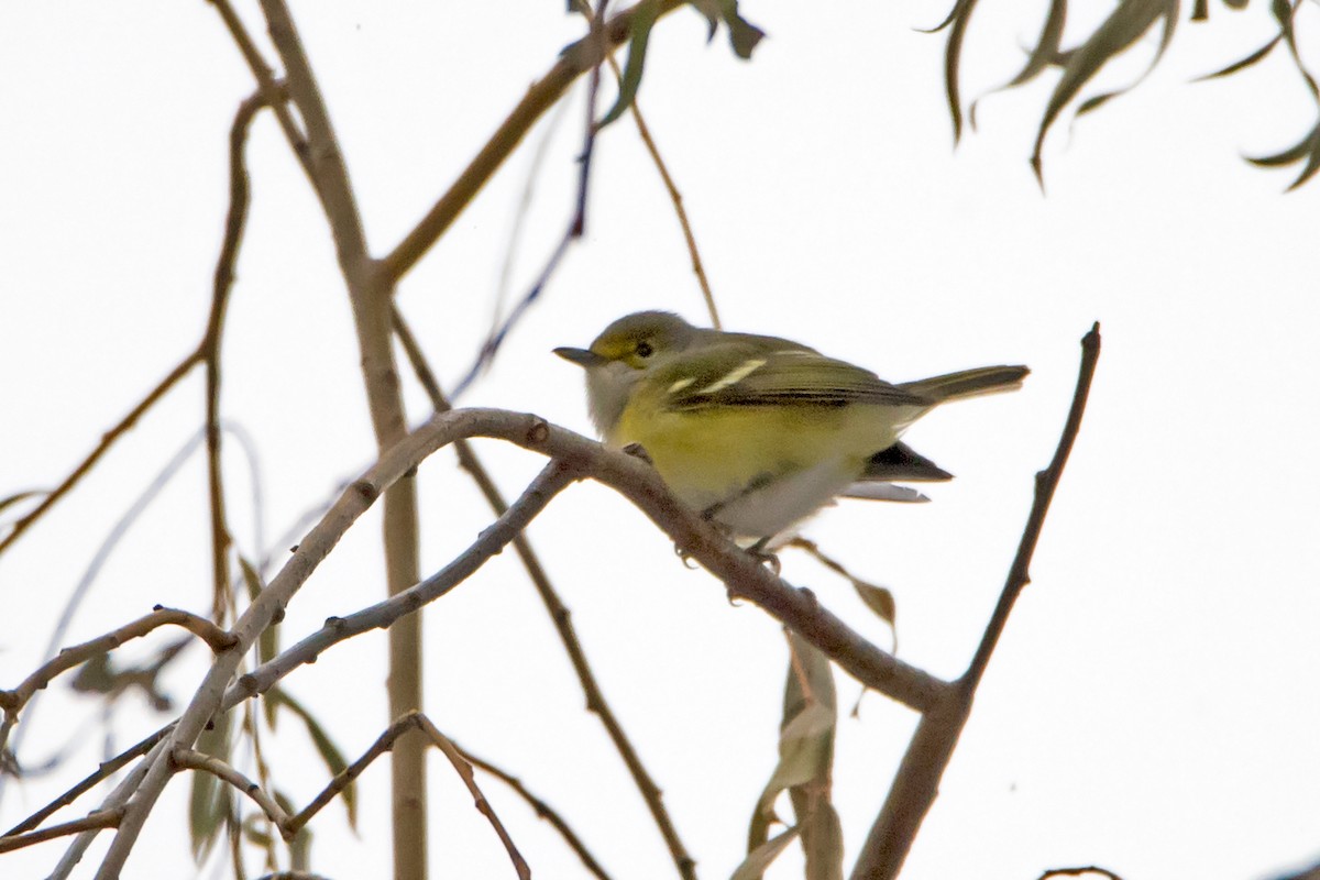 White-eyed Vireo - Sue Barth