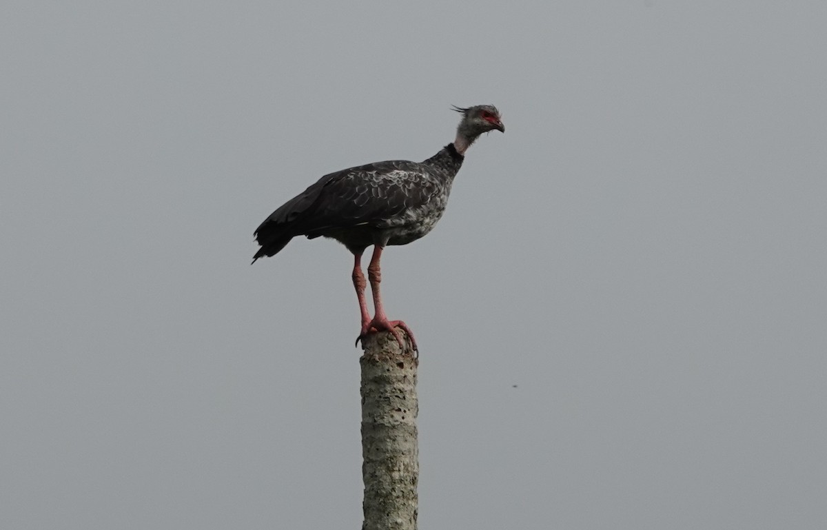 Southern Screamer - ML187845911