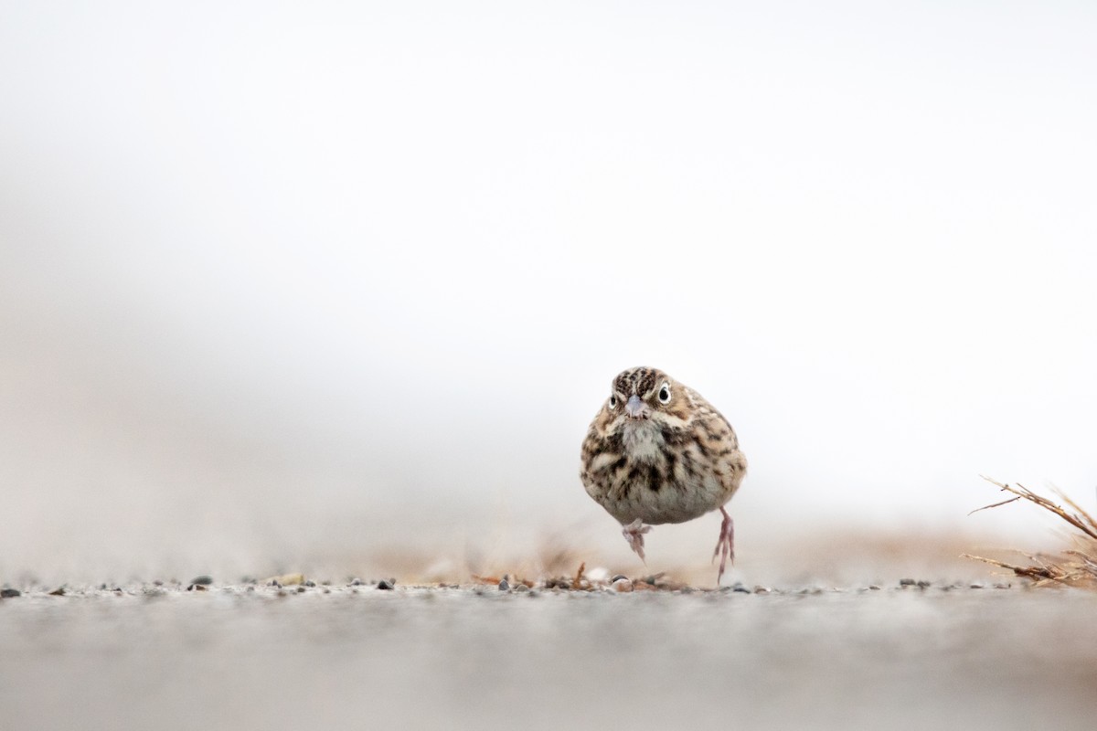 Vesper Sparrow - Tony Dvorak