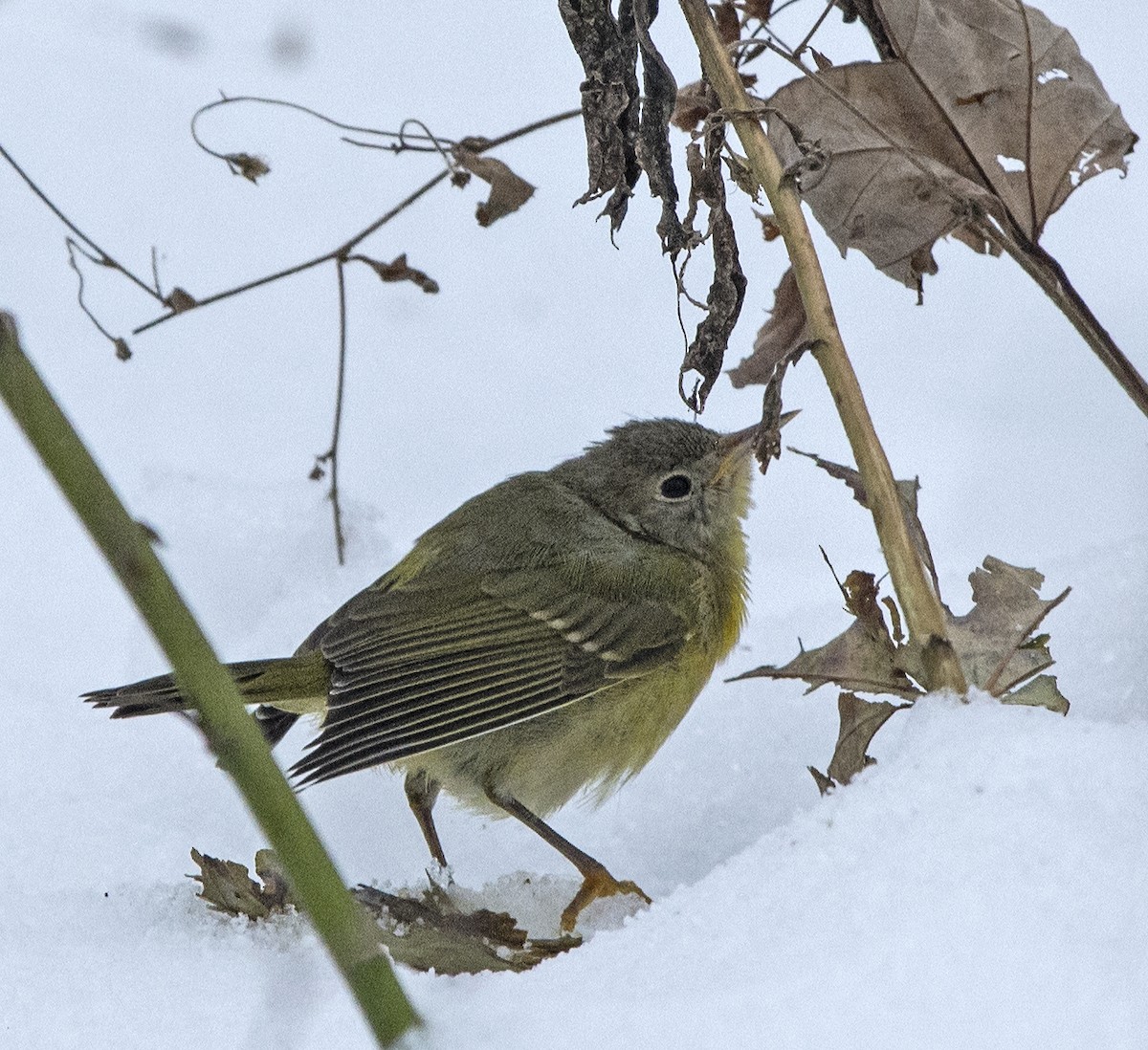 Nashville Warbler - Willie D'Anna