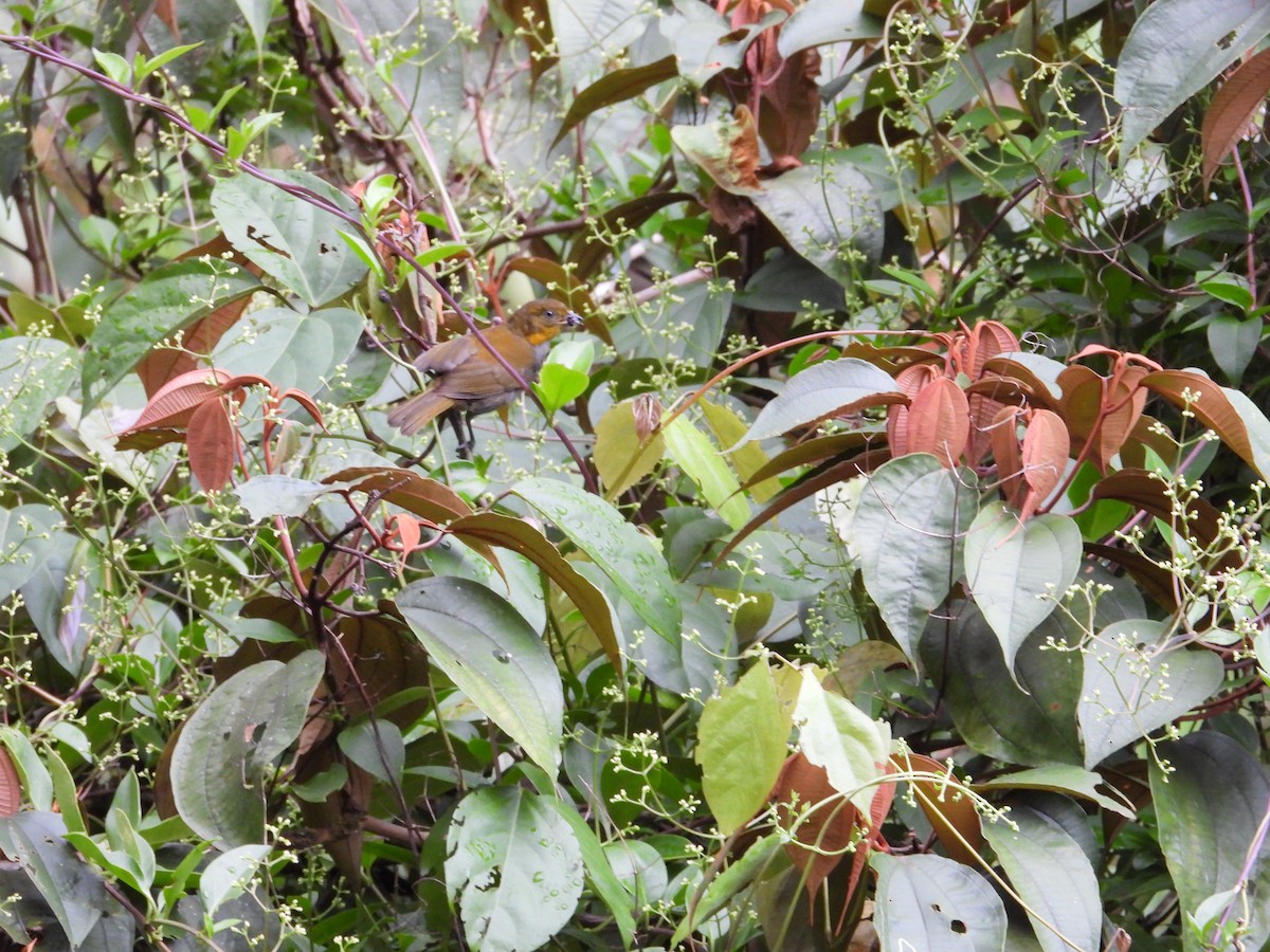 Short-billed Chlorospingus - ML187849981