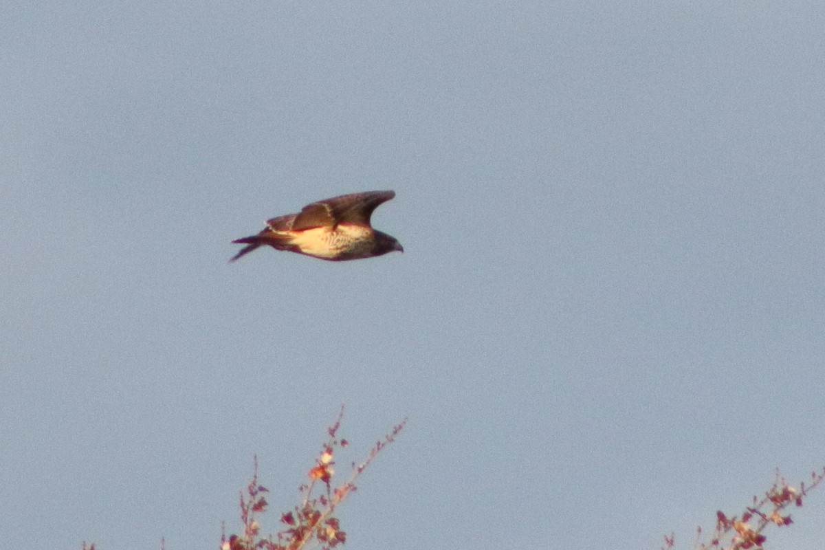 Red-tailed Hawk - ML187850361