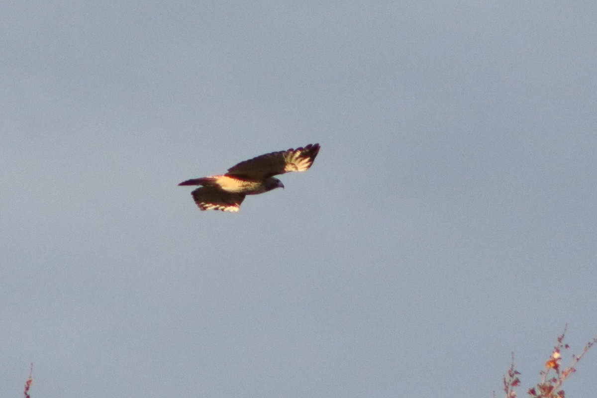 Red-tailed Hawk - ML187850371
