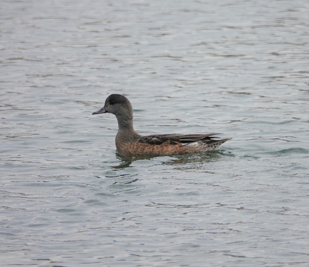 American Wigeon - ML187851771