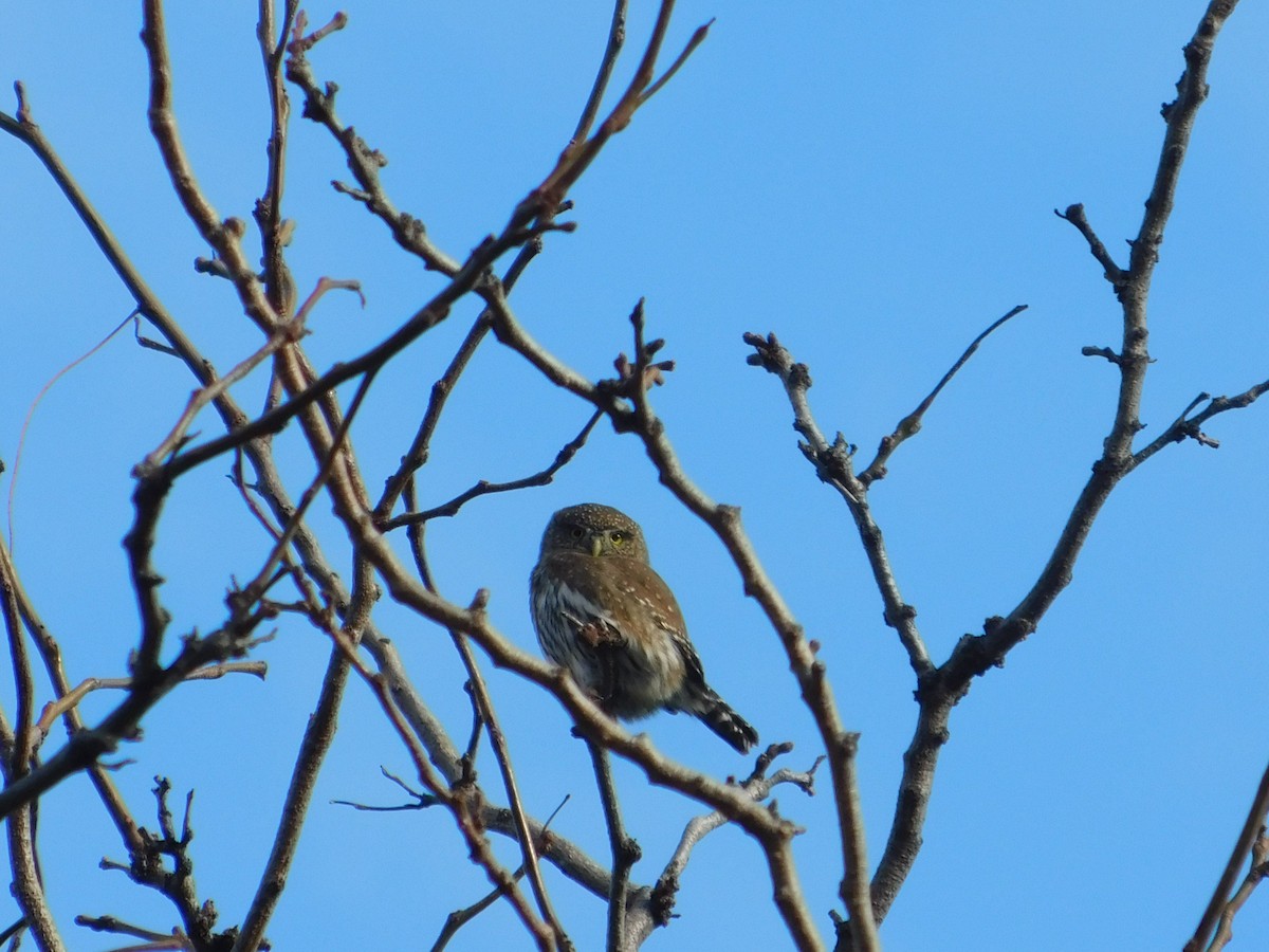 Northern Pygmy-Owl - ML187852251