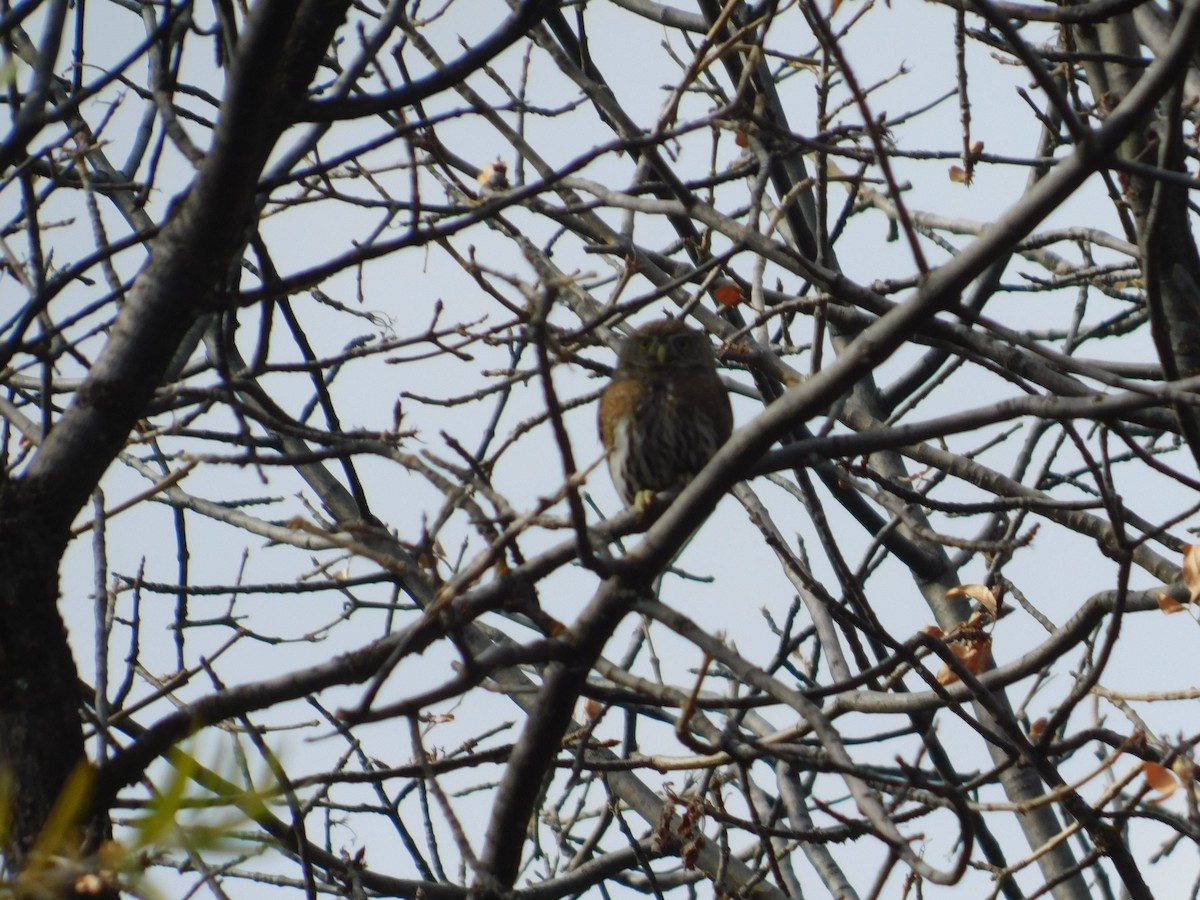 Northern Pygmy-Owl - ML187852571