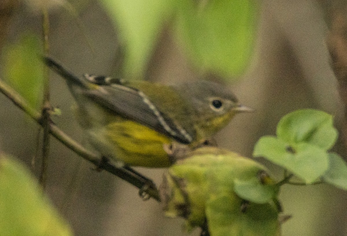 Magnolia Warbler - Breanna Perry