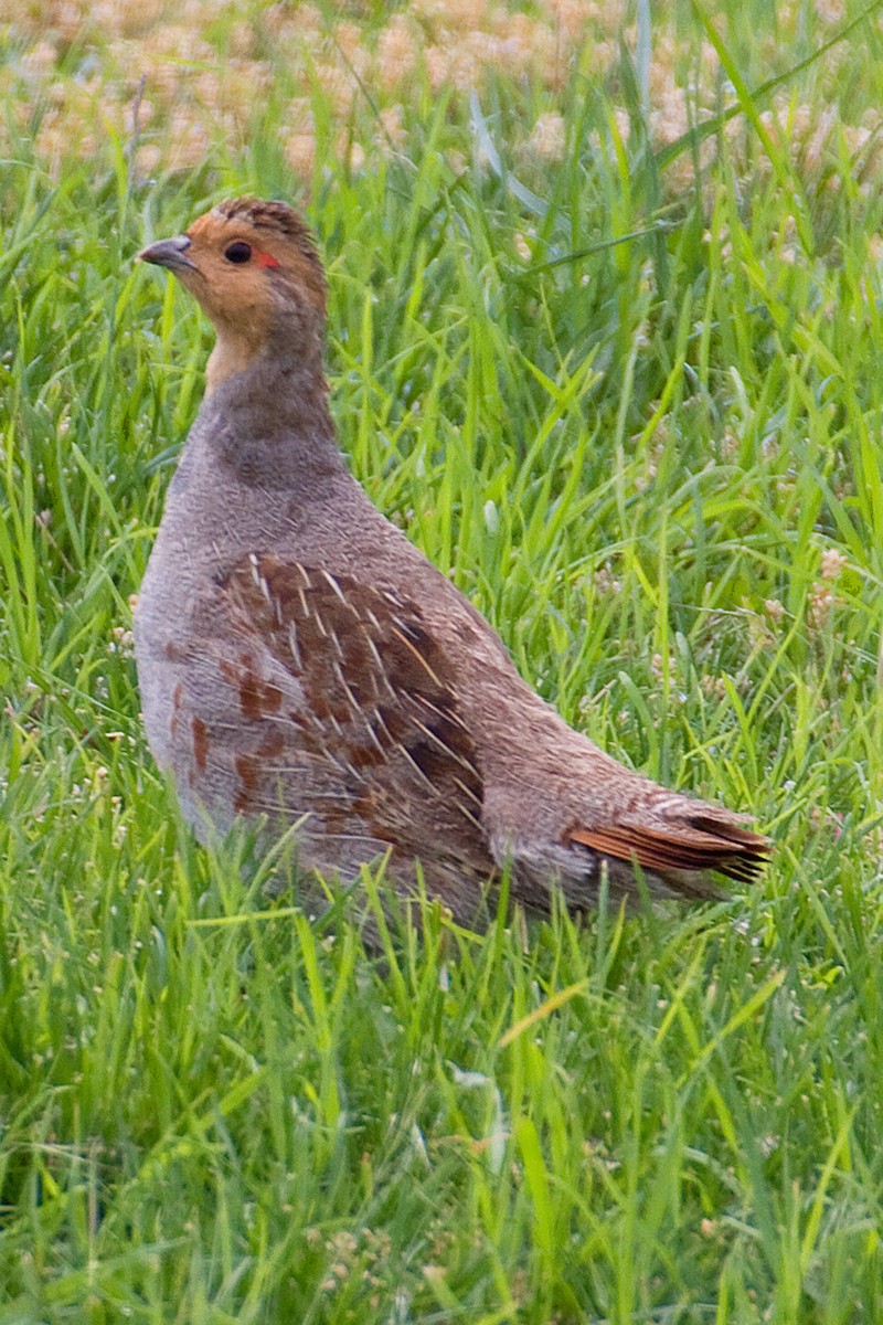 Gray Partridge - ML187858001