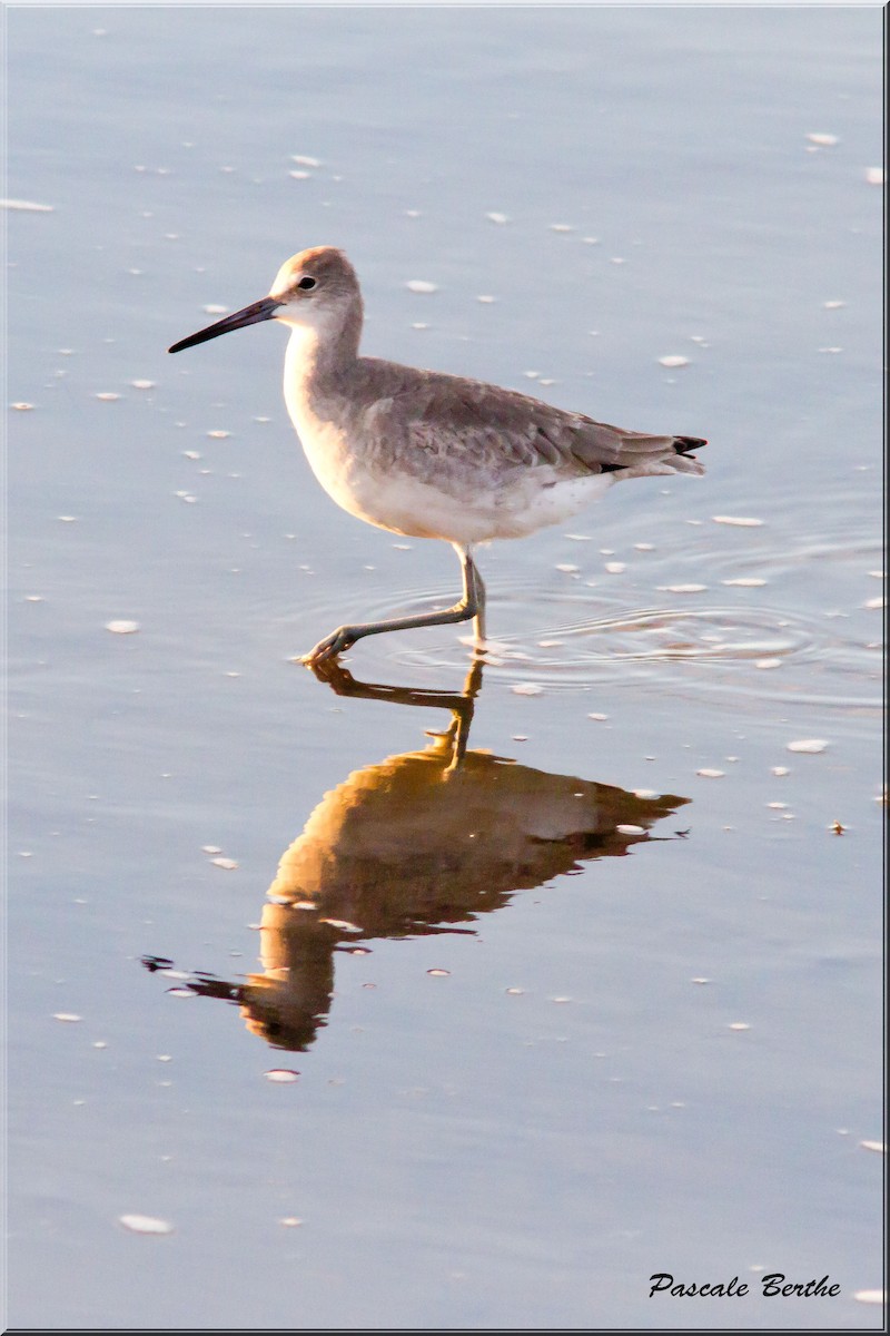 Willet (Western) - ML187858271