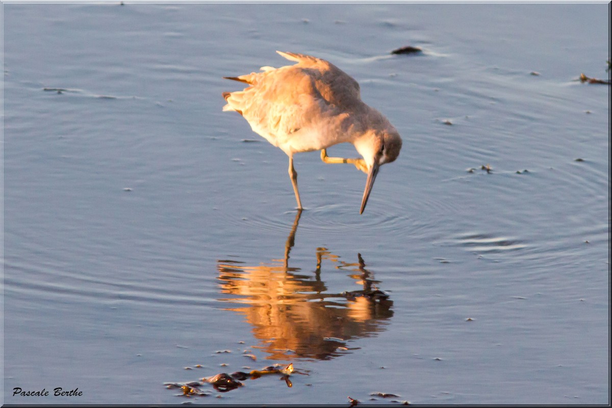 willetsnipe (inornata) - ML187858461