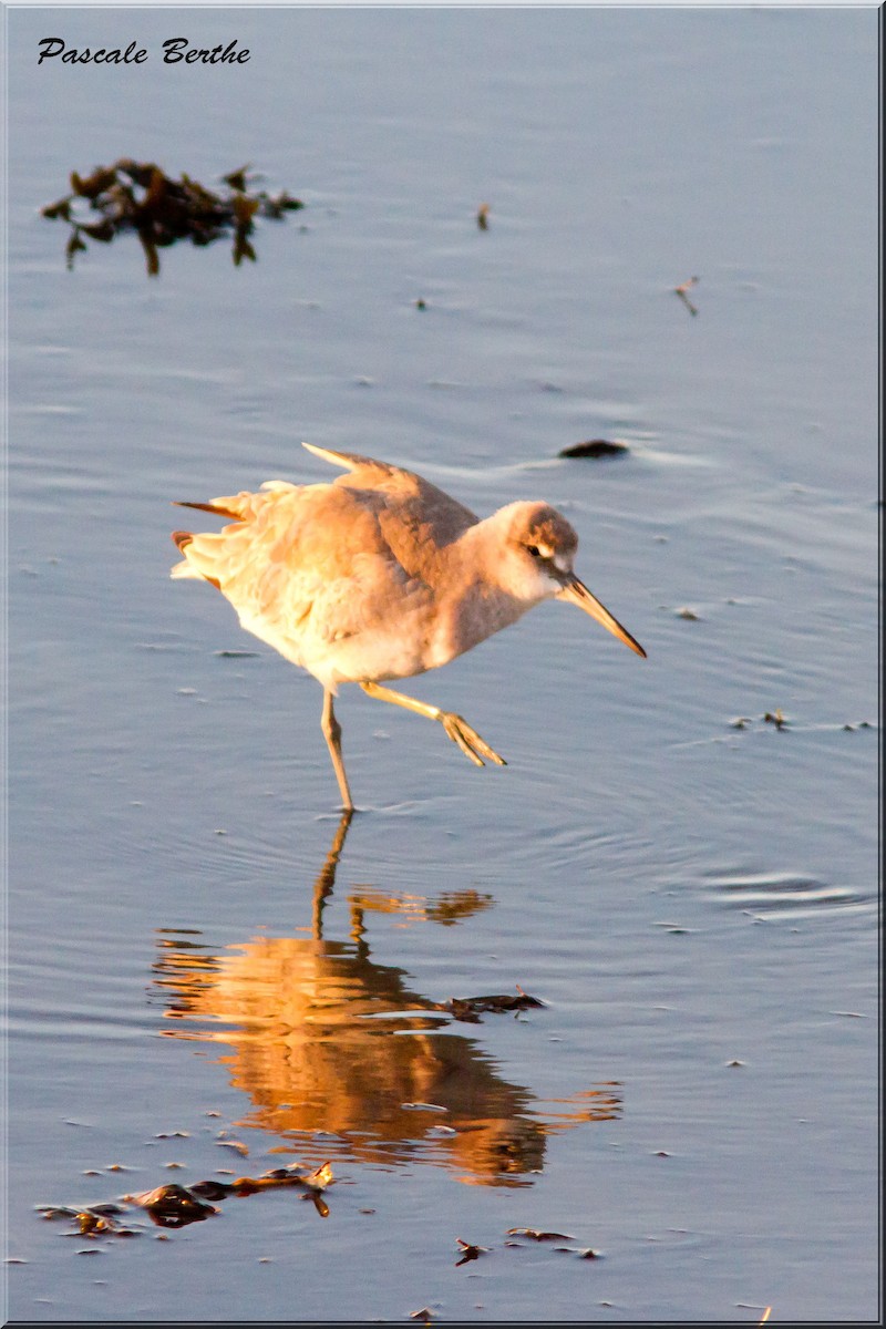 willetsnipe (inornata) - ML187858471