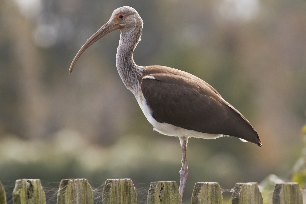 White Ibis - ML187859261