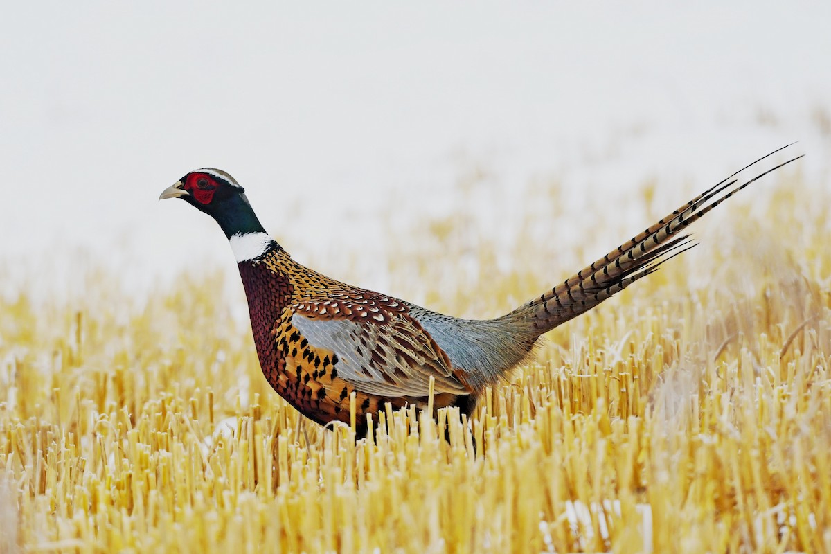 Ring-necked Pheasant - ML187859311