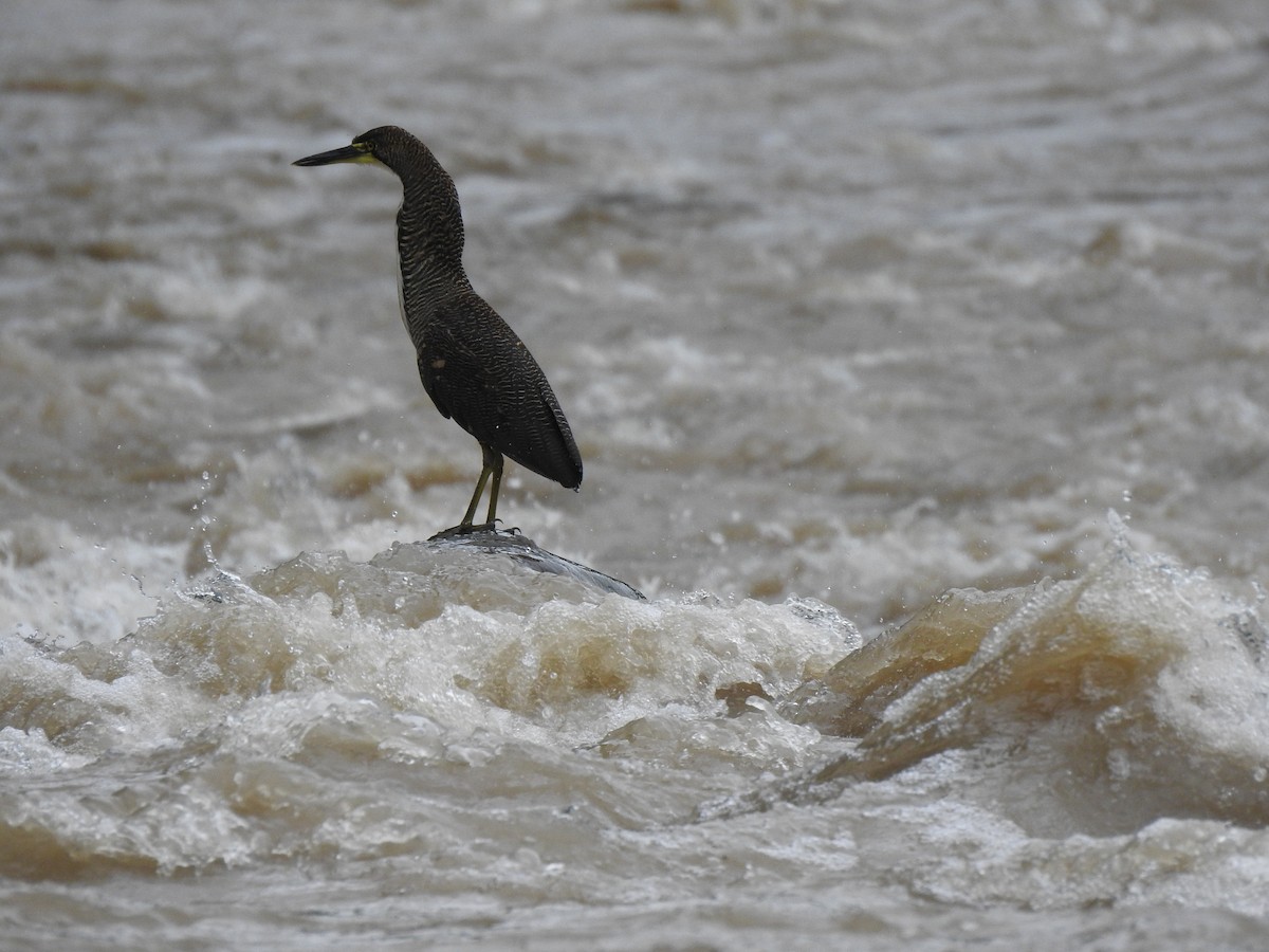 Fasciated Tiger-Heron - ML187859911