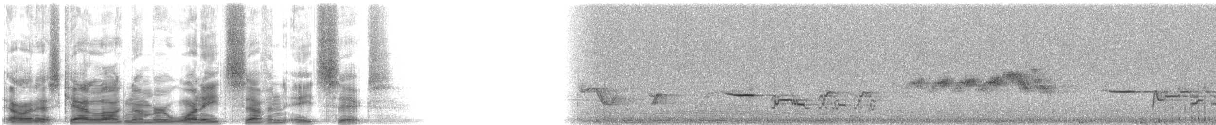 Дрізд-короткодзьоб плямистоволий - ML18786