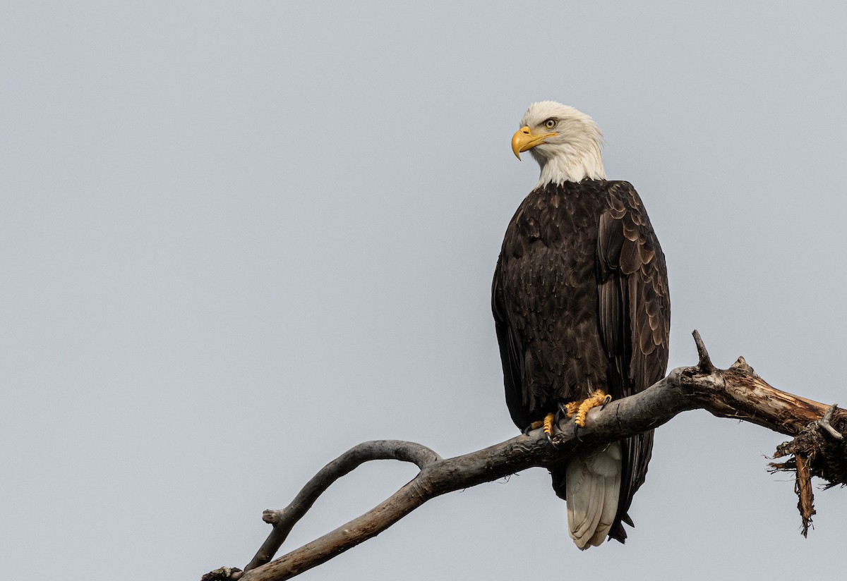 Weißkopf-Seeadler - ML187861961