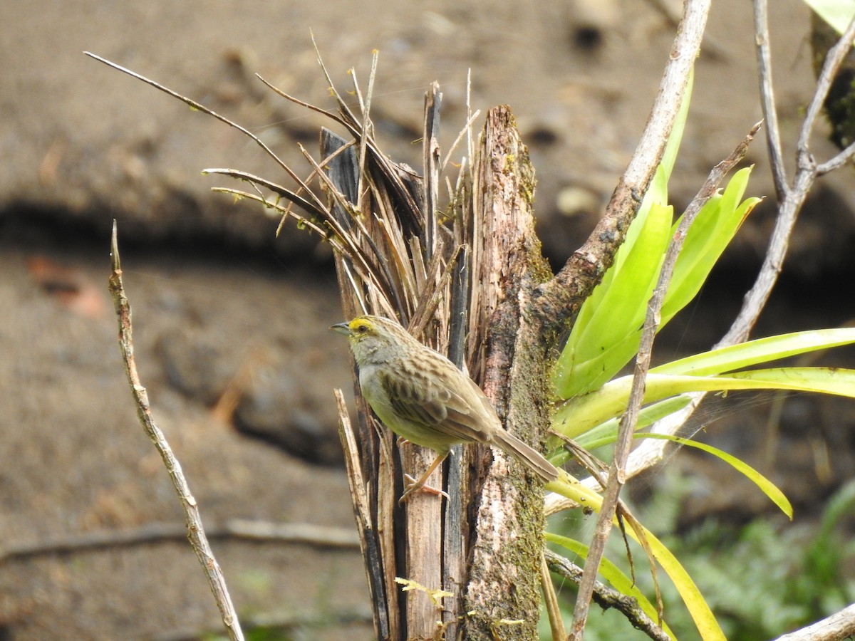 Yellow-browed Sparrow - ML187863761