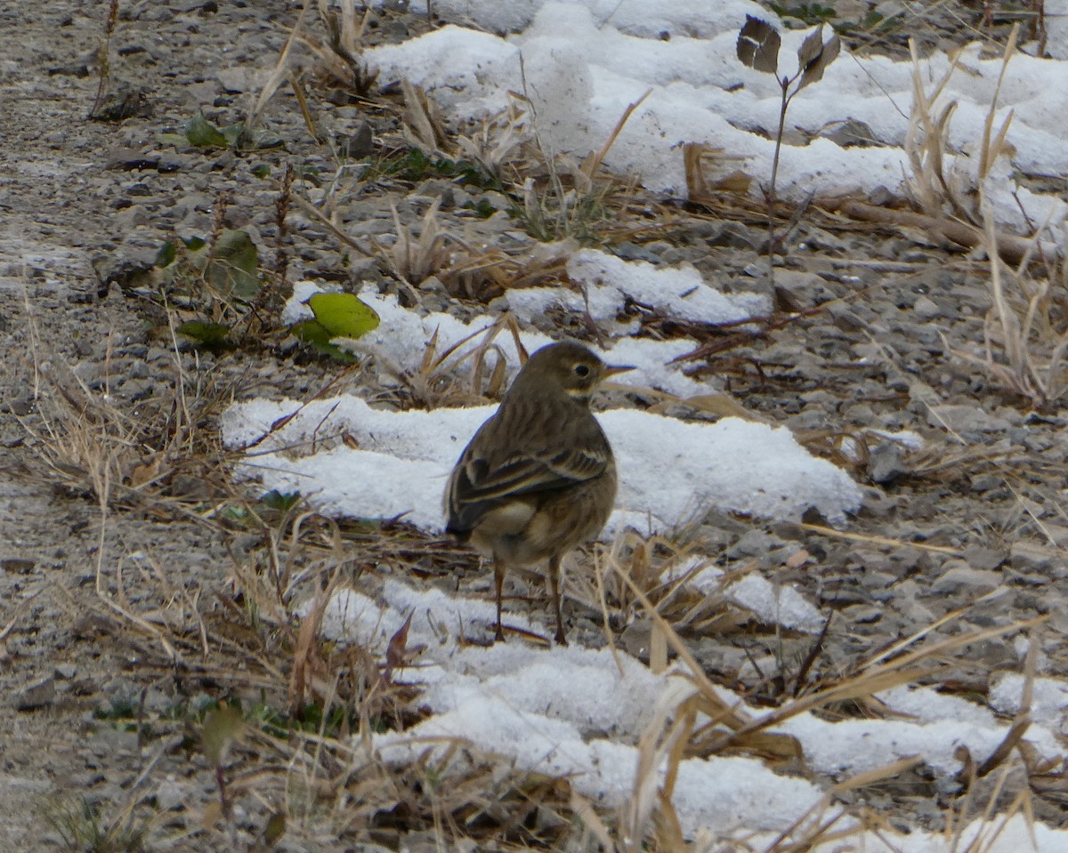 American Pipit - Kathy Mock