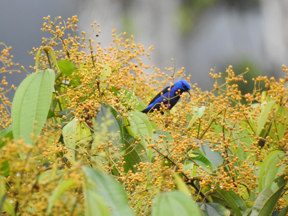 Short-billed Honeycreeper - ML187869321