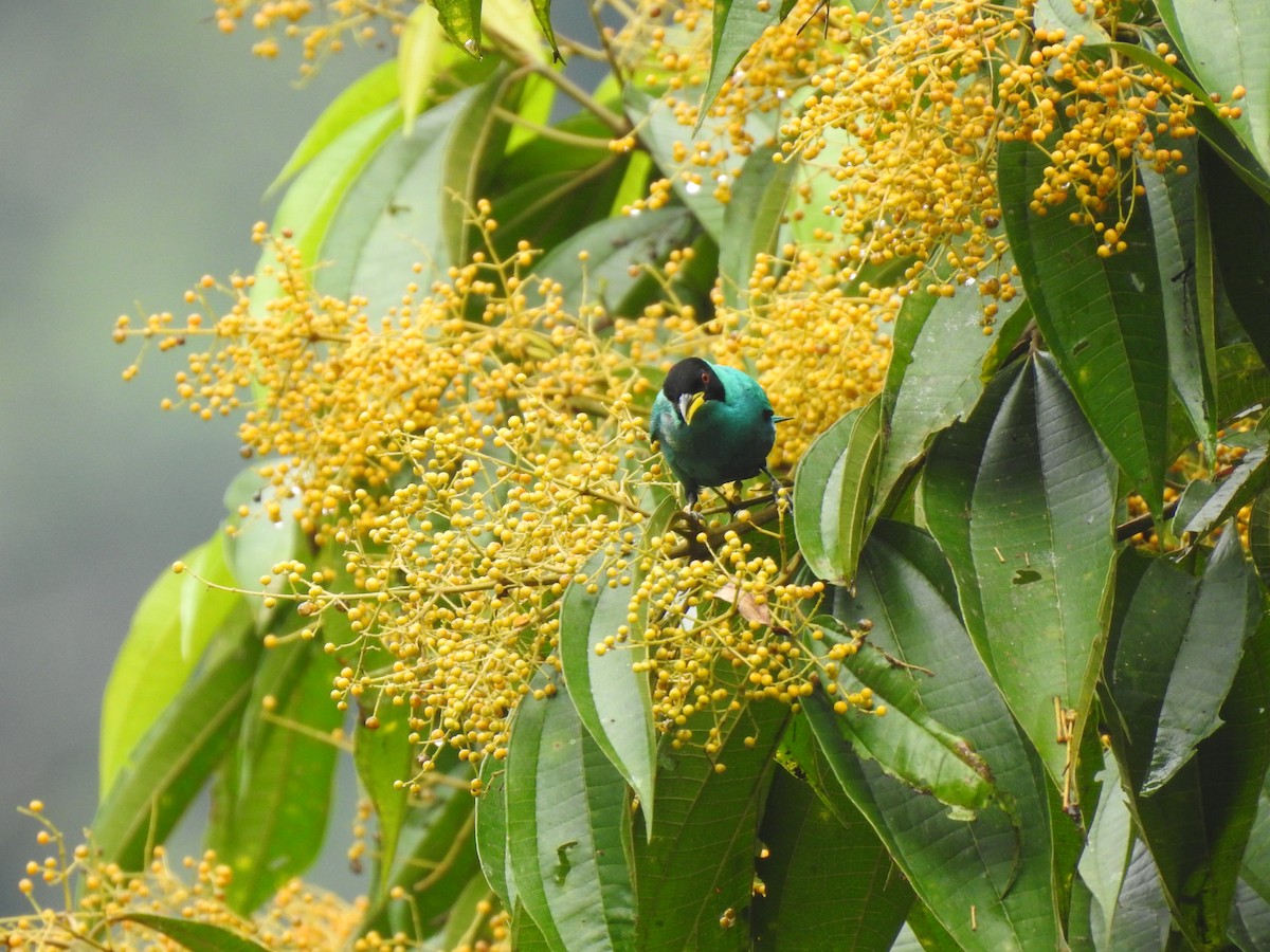 Green Honeycreeper - ML187870401