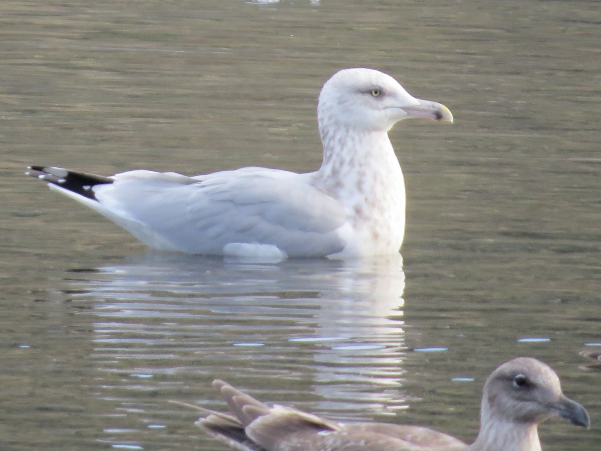 Goéland argenté - ML187870421