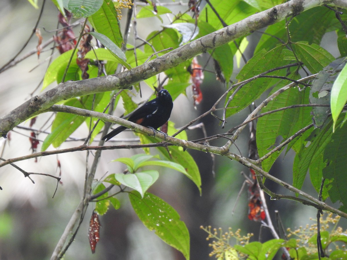 Fulvous-crested Tanager - ML187870971