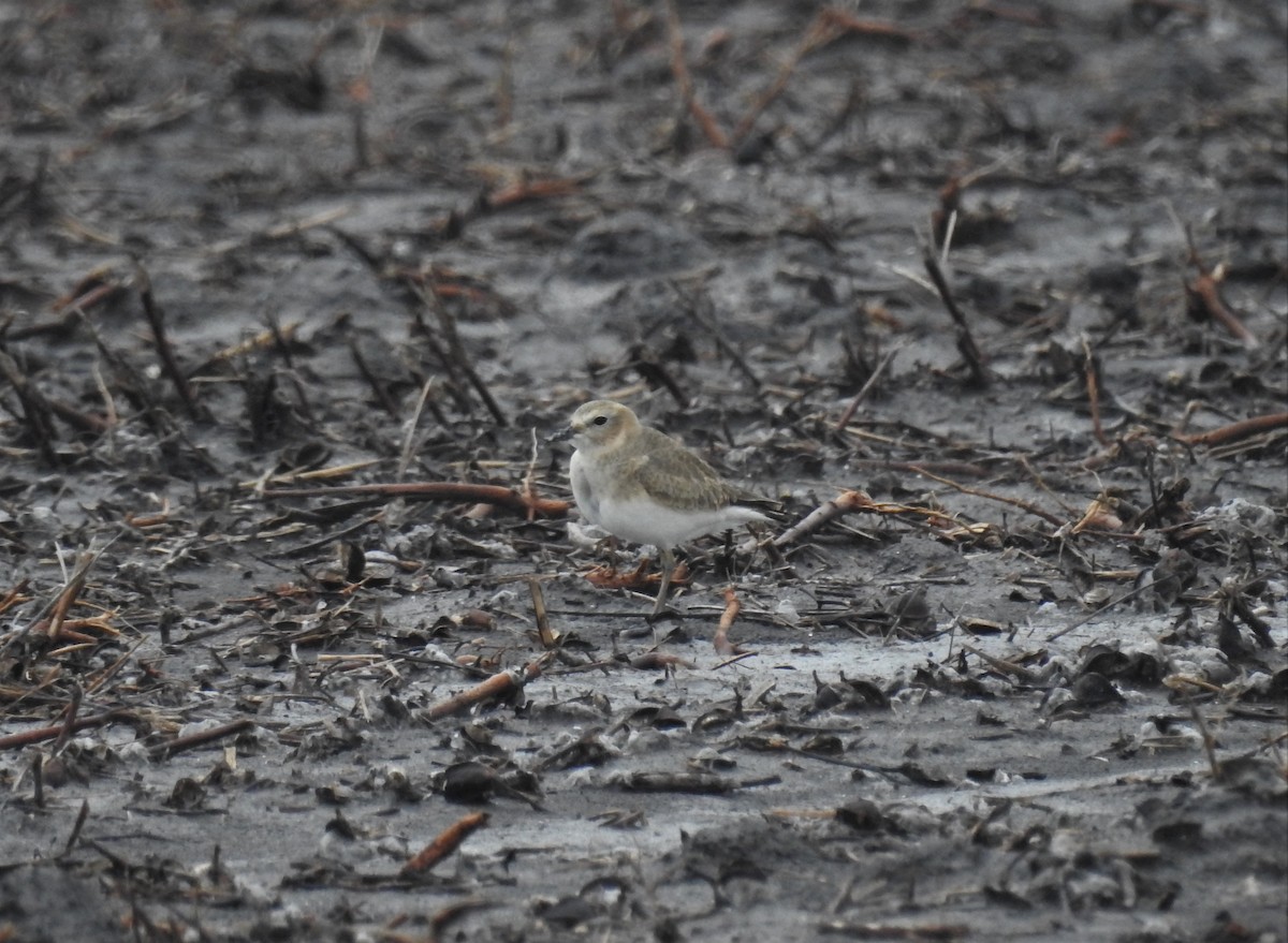 Mountain Plover - ML187871581