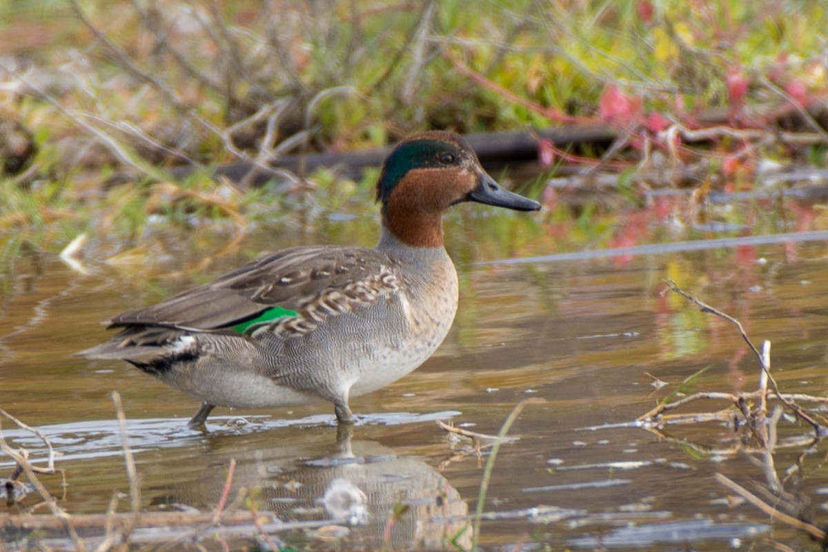 Green-winged Teal - Herb Elliott