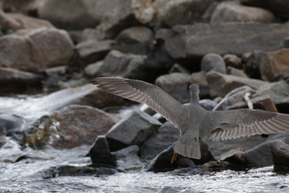 Wandering Tattler - Cameron Eckert