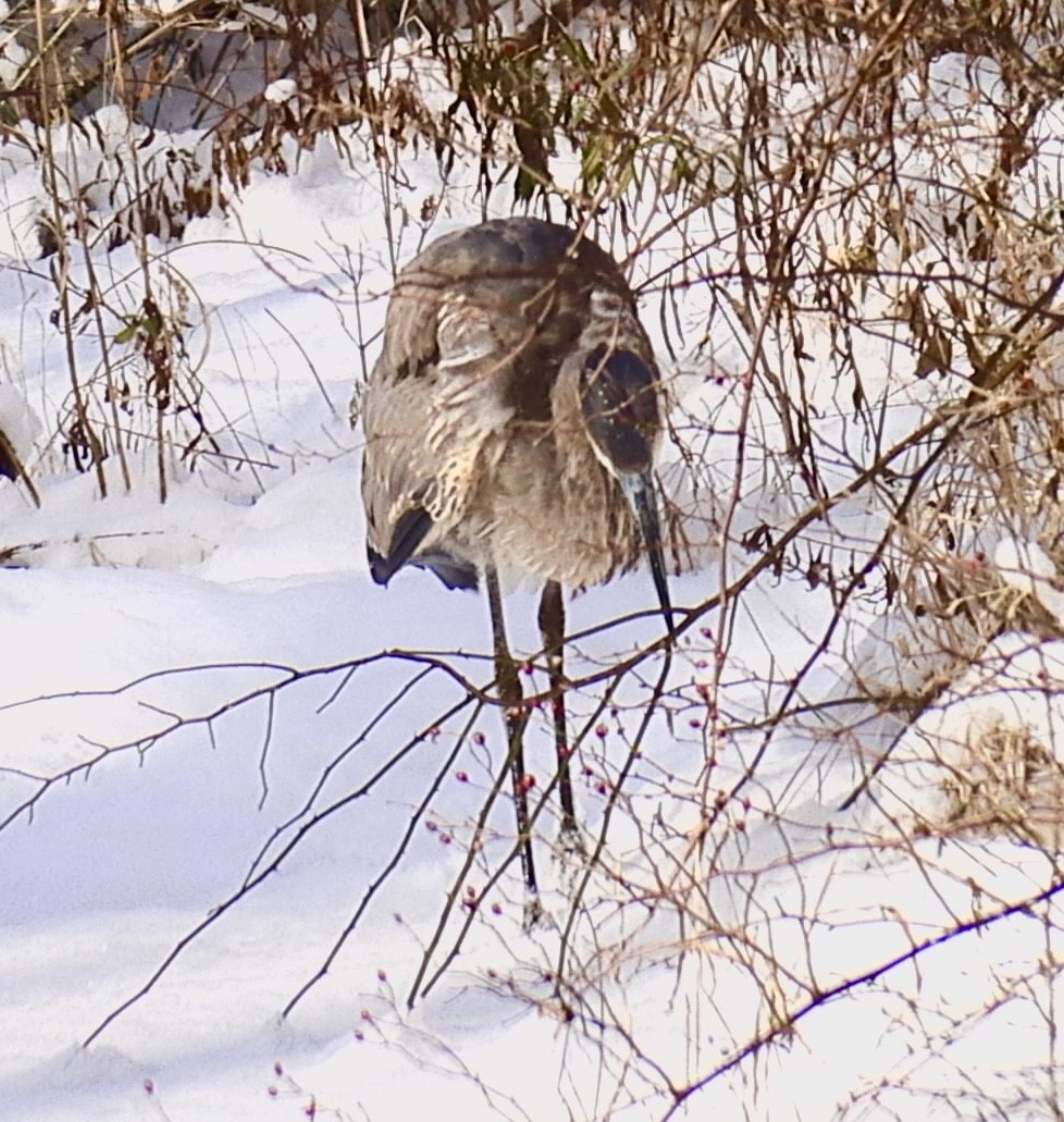 Great Blue Heron (Great Blue) - ML187875611