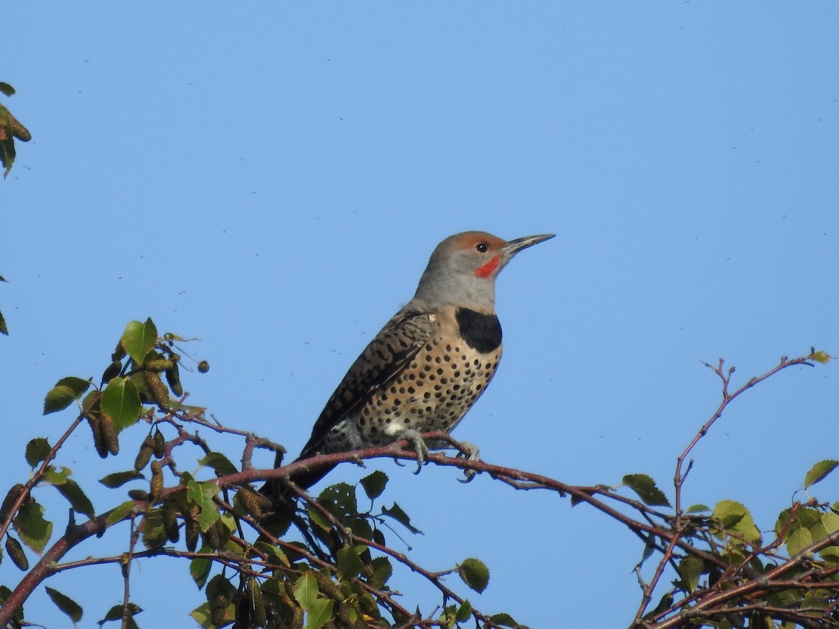 Carpintero Escapulario - ML187875821